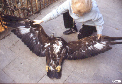 recupero di un'aquila reale